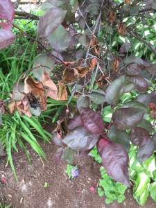 This image has an empty alt attribute; its file name is img_5366.jpg