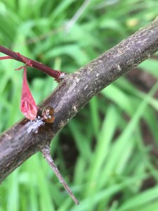 This image has an empty alt attribute; its file name is img_5369.jpg