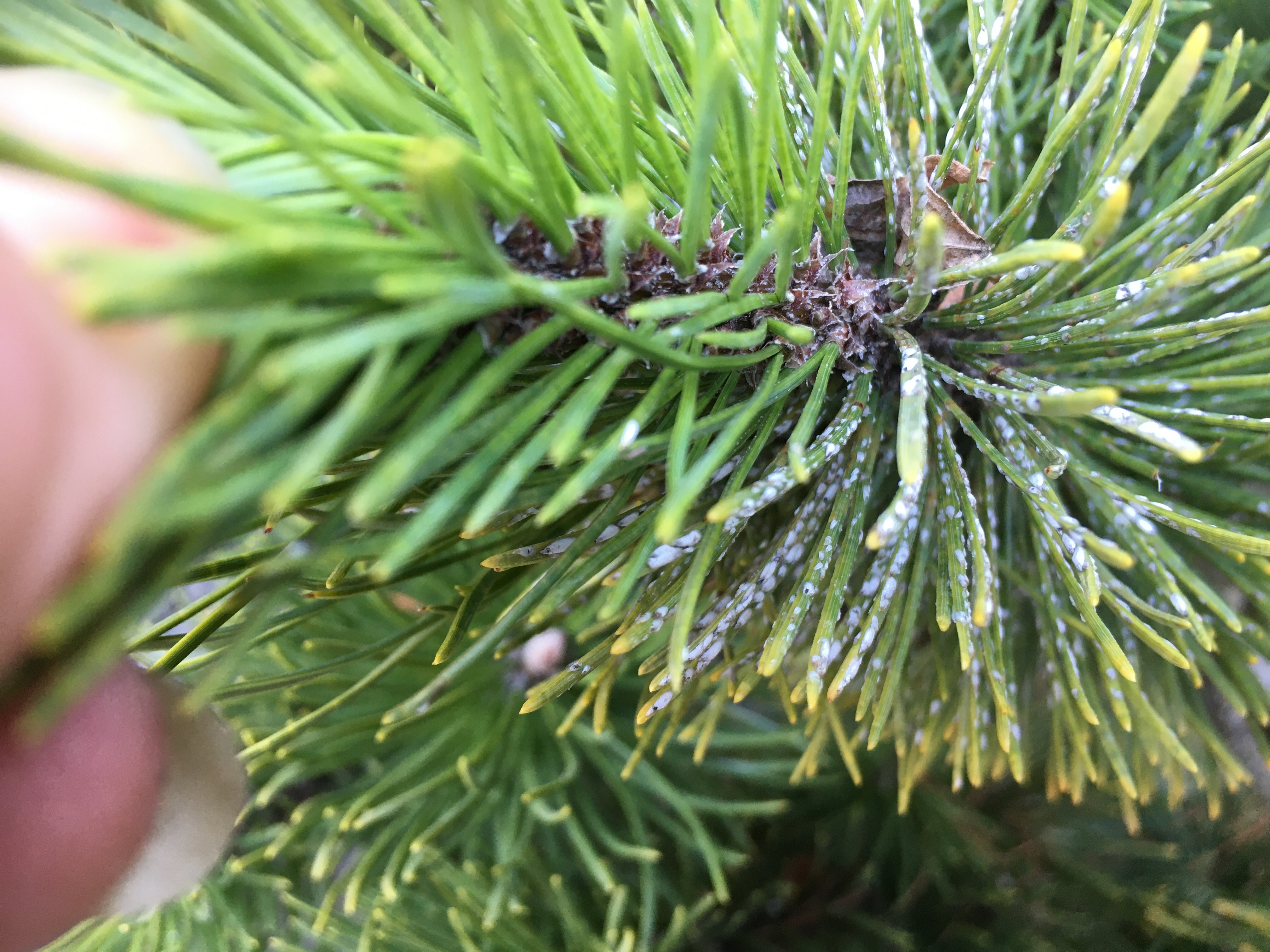 Pine Needle Scale: Identification, Life Cycle and Control ...