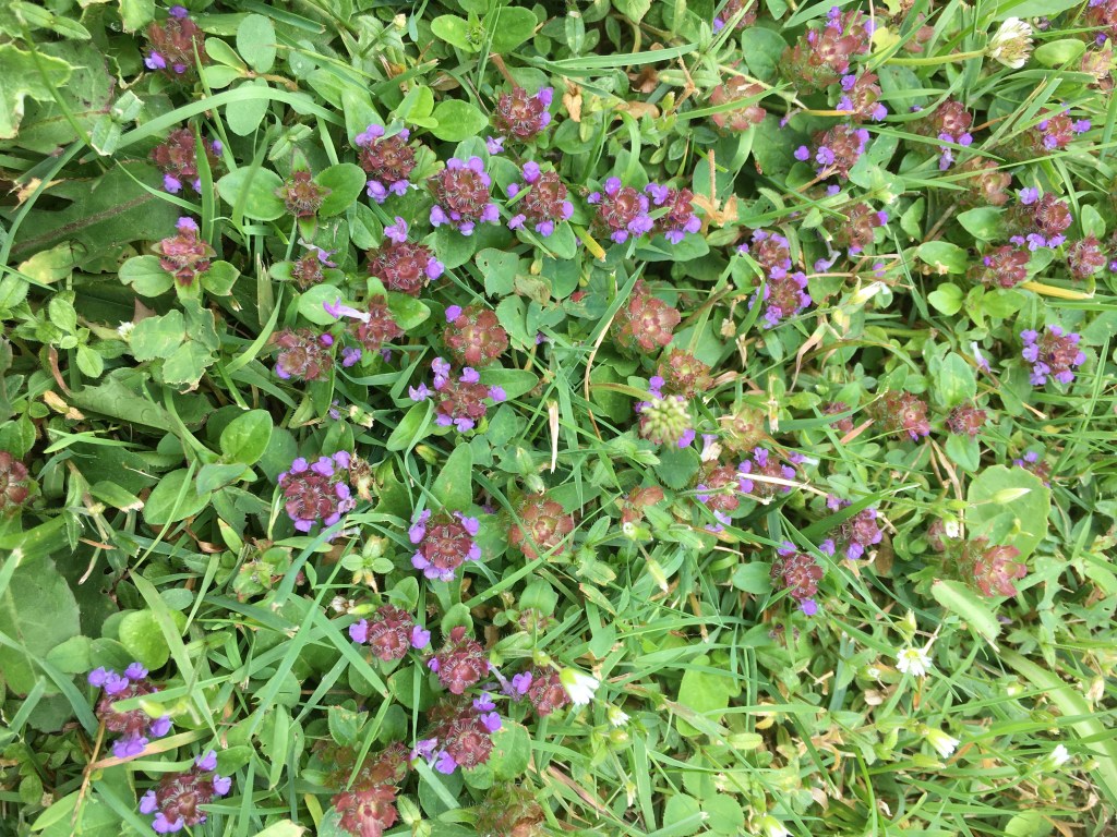 20 Common Summer Weeds In Ontario – Horticulture For Home Gardeners