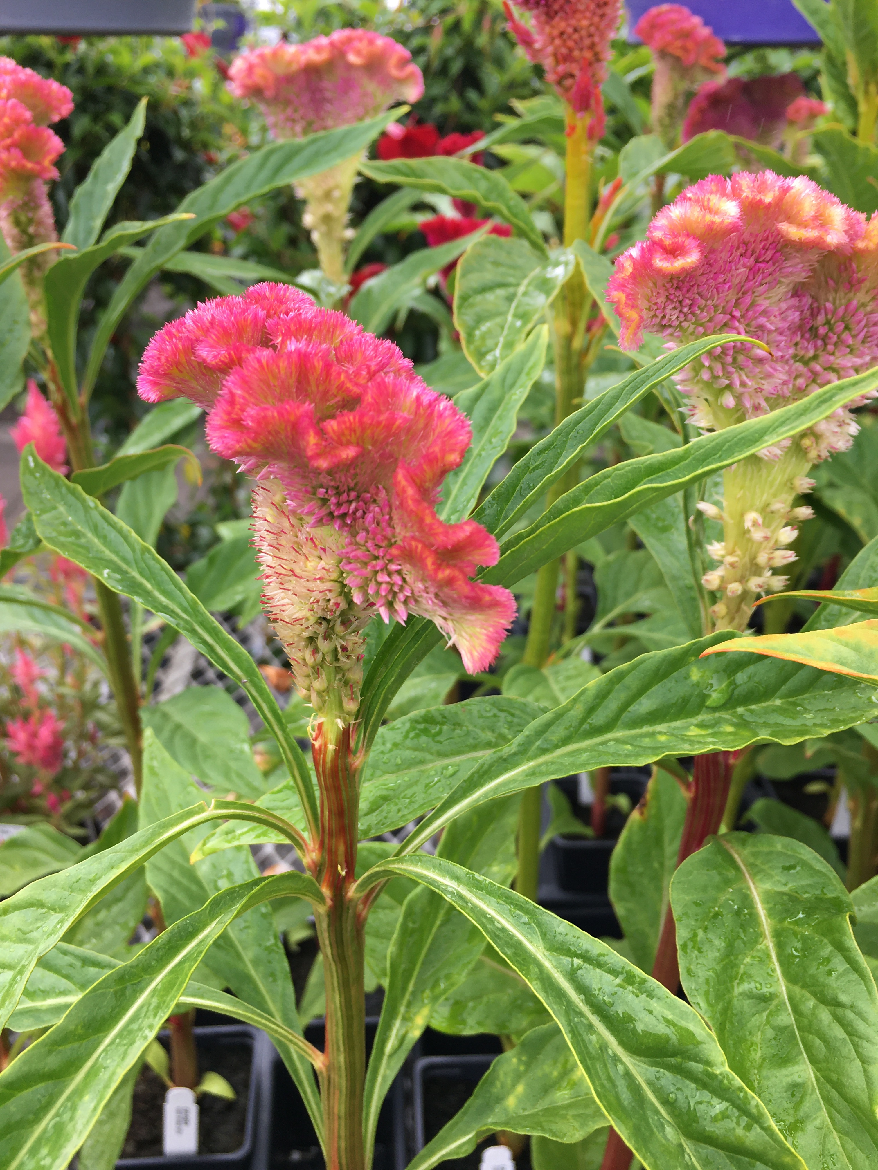 Fasciation Causes Unusual Growth of Flowers, Stems, or Fruit ...
