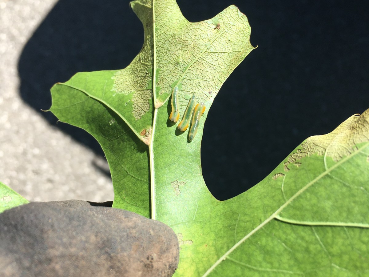 Oak Sawflies