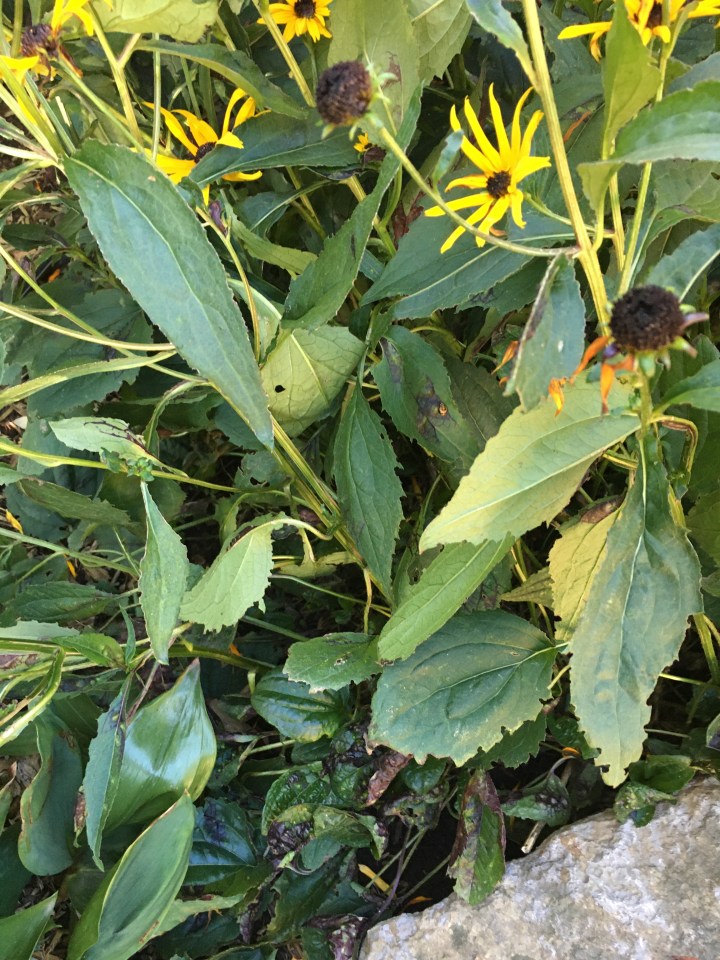 Leaf Spot Diseases of Rudbeckia &ndash; Horticulture For Home Gardeners