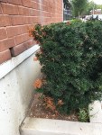Yew Pests and Diseases – Horticulture For Home Gardeners
