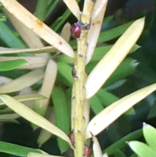 Yew Pests and Diseases – Horticulture For Home Gardeners