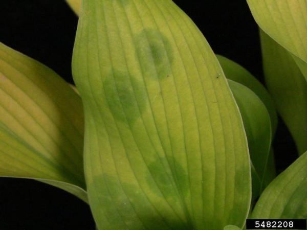 Hosta Problems Hosta Pests and Diseases – Horticulture For Home Gardeners