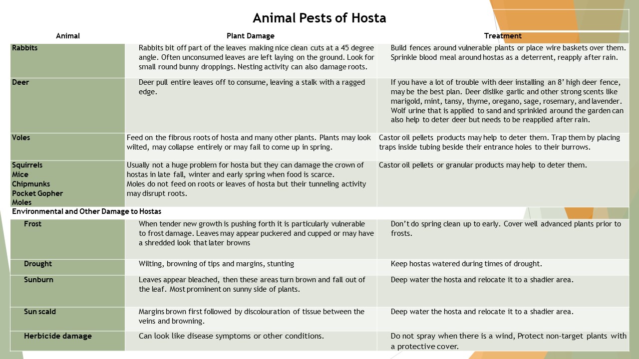 Hosta Pests and Diseases – Horticulture For Home Gardeners