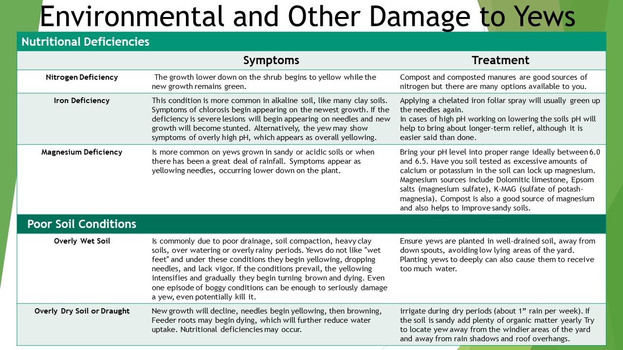 Yew Pests and Diseases – Horticulture For Home Gardeners