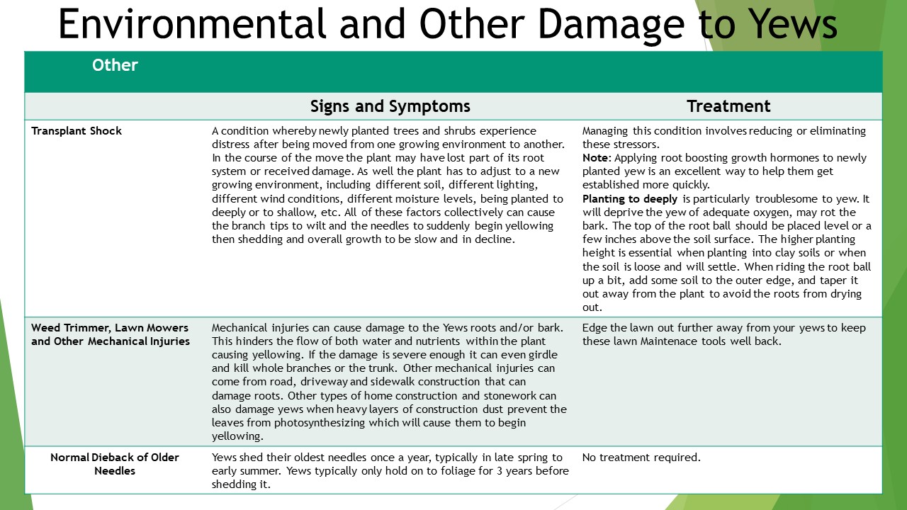 Yew Pests and Diseases – Horticulture For Home Gardeners
