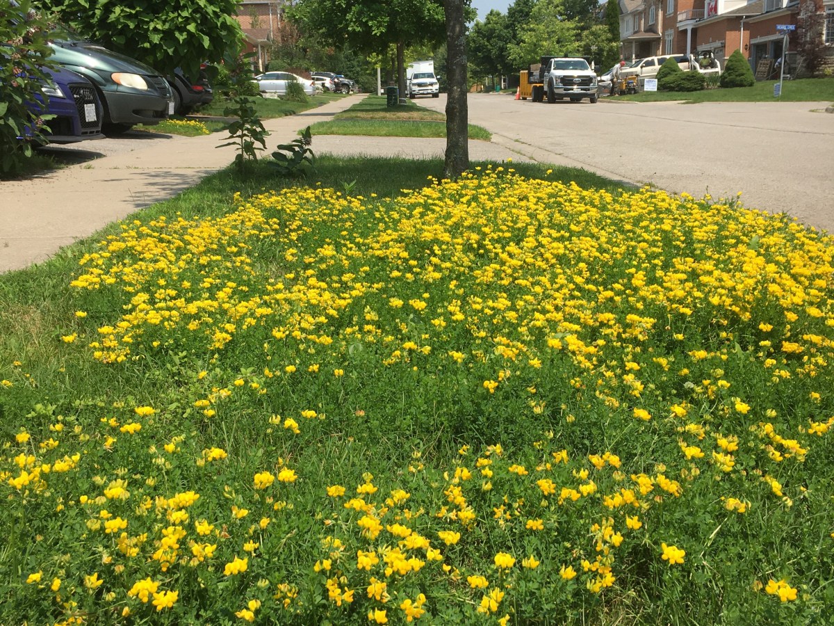 20 Common Summer Weeds In Ontario